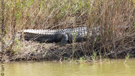 Alligator - Esro State Park
