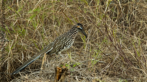 The Road Runner - Falcon State Park