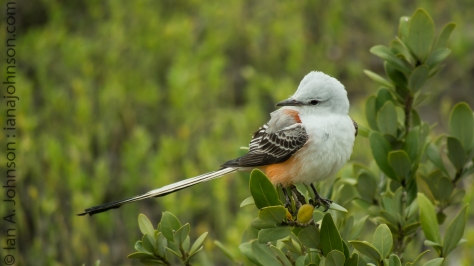 Scissor-tail Flycatcher - South Padre Island
