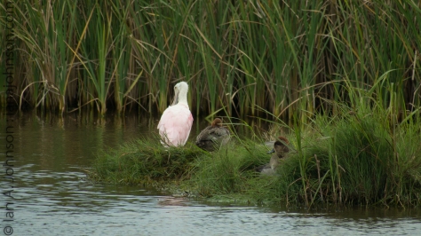 Roseate Spoonbill and Redhead Ducks