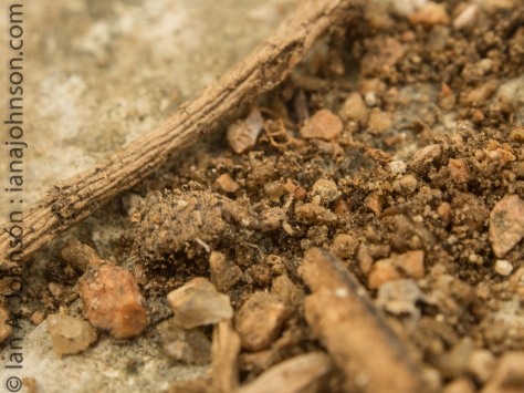 This ant lion has been removed from his native nest. The bulbous part of his body is at the bottom and the jaws grab insects pulling them into the sand