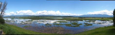 A panorama from the auto-road at Kootenai NWR. Ponds, mountains, and ducks. A beautiful spot that is full of life!