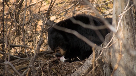 We experienced the mother bear eating the remains of her deceased third cub.