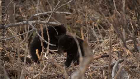 The two cubs were always wresting with each other, you'll see this playful see in the video in this post :)