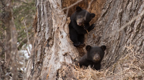 A cute shot of the cubs. One trying out tree bark and the other checking me out. 