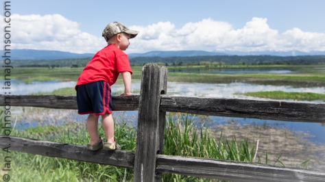 My nephew, Dane, looks out over the wetlands of Kootenai NWR. Although he wasn't interested in all of the birds, he loved seeing the baby geese!