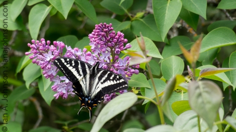This tiger swallowtail was feeding on the first lilacs of the year. They are stunning and beautiful!