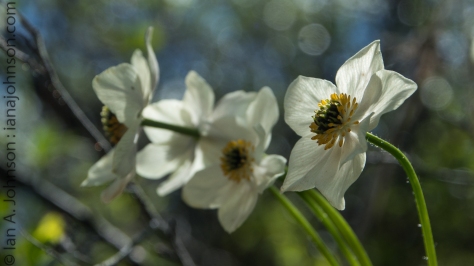 Narcissus Anenome