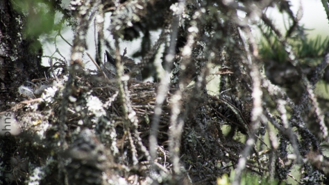 A female yellow-rump sits on her nest along the trail to Wickersham Dome. She was keeping low, but keeping a close eye out.