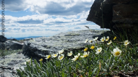 Mountain Avens overlooking the top of Wickersham Dome.