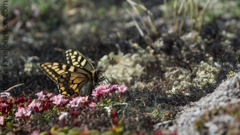 A swallowtail butterfly feeds on and pollinates some low-bush cranberries near the summit of Wickersham Dome