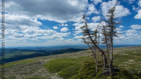 This pine tree defied the odds on the summit of Wickersham Dome. Somehow it's thriving when none others could!