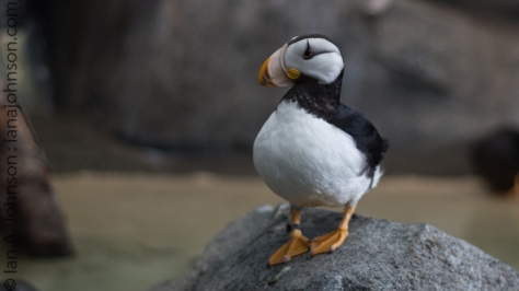 Horned puffin photographed at the Alaska Sealife Center. 