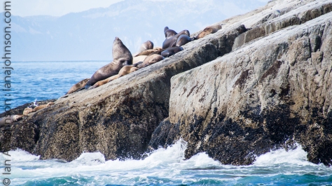 Stellar sealion males control and mate with many females called a harem. Male sea lions can be up to 2,000 pounds!