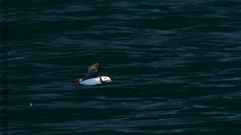 A horned puffin flying around the Chiswell Islands. 