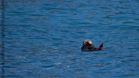 A sea-otter floats on its back displaying its classic behavior. They float along and crack clams on their chests.