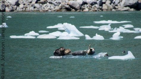 Harbor seal mothers rest themselves and their pups on ice flows which have broken away from the tide-water glaciers.