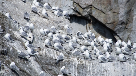 Black-legged Kittiwakes nest in large colonies in the Chiswell Islands.
