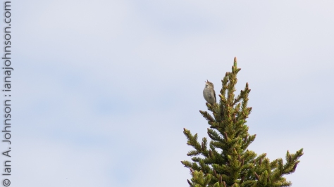 An Arctic Warbler trills from the top of its spruce tree to any females in the area. 