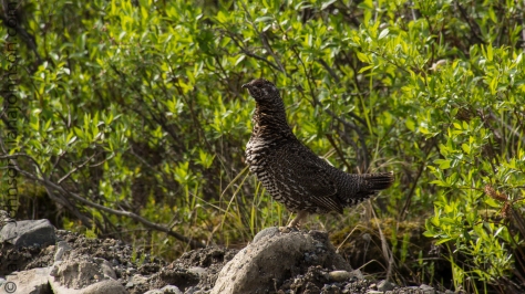 A spruce grouse female calls to its barely fledged chick sitting in a spruce tree...