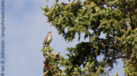 A gray cheek thrush calls in its unique voice from the top of the spruce. 