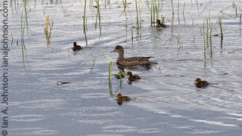 An American Widgeon female paddles along with her small children