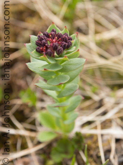 Western Roseroot (Rhodiola integrifolia). This flower blooms in sub-alpine regions and is in the sedum family. 