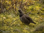 A willow ptarmigan surrounded by saturated fall colors.