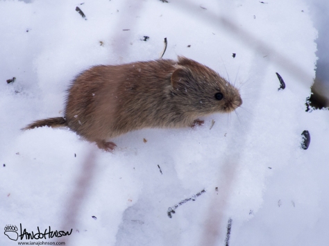 11:39 AM : Red-backed voles are a common Alaskan rodent. I have counted up to eight at a time under my feeders scavenging what they can find. 