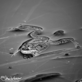I really like this wood frog in black and white!