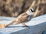 White-crowned Sparrow showing off its namesake