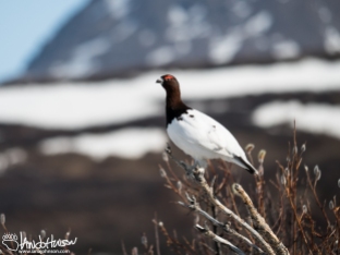 A Willow Ptarmigan in front of the mountains