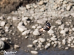 Cliff Swallow coming in for a landing!