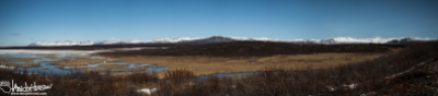 This panorama captures an active melt pond. The ice that was left concentrated many shorebirds and waterfowl in the open water.