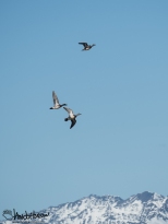 American Widgeon taking flight over the mountains