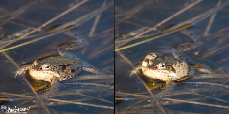 A before and after comparison of a wood frog with its air sacs swollen.