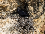 A cliff nesting raven sits over it brood.
