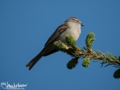 This Chipping sparrow was a new bird for the cabin, and an unusual one for so far north.