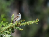 The chipping sparrow sang its heart out and chased all other birds away from its perch.