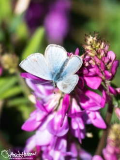 In Fort Yukon I was fortunate to capture this Northern Blue Butterfly perched on a Wild Sweet Pea