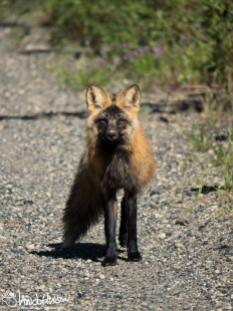 A shot of the cross fox checking me out.