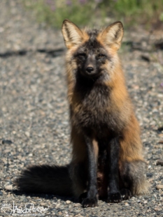 This cross fox is an unsual color phase! It's actually just a red fox, but an incredible treat to see!