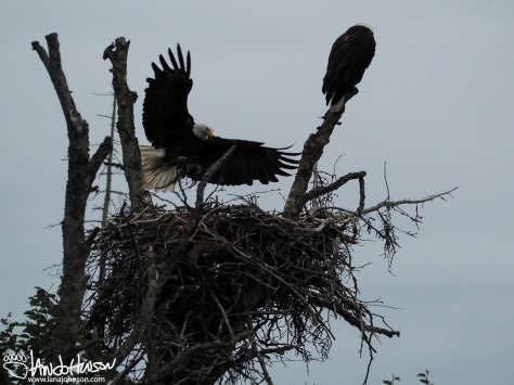 American Bald Eagle, Homer, Alaska