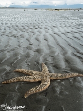 (2)... like this starfish! This large star fish was 10 - 12 inches across. We moved it to a wetter, and safer tide pool.