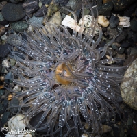 This particular anenome in the tide pool was very striking. Wedged between two rocks, I was able to capture it through the surface of the water!