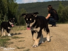 Alaskan Sled Dog Puppie