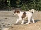 Alaskan Sled Dog Puppie